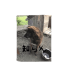 くろっぴー（個別スタンプ：8）