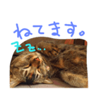 Soraスタンプ（個別スタンプ：5）