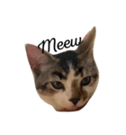 子猫のトト君の表情をスタンプにしました！（個別スタンプ：1）