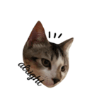 子猫のトト君の表情をスタンプにしました！（個別スタンプ：2）