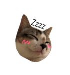 子猫のトト君の表情をスタンプにしました！（個別スタンプ：3）