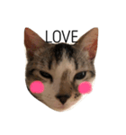 子猫のトト君の表情をスタンプにしました！（個別スタンプ：4）