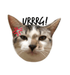 子猫のトト君の表情をスタンプにしました！（個別スタンプ：5）