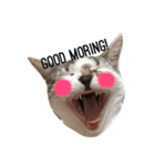 子猫のトト君の表情をスタンプにしました！（個別スタンプ：6）