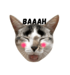 子猫のトト君の表情をスタンプにしました！（個別スタンプ：8）