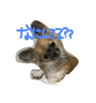 イブ、、（個別スタンプ：3）