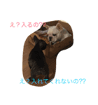 戸谷家の犬たち2（個別スタンプ：2）