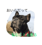 戸谷家の犬たち2（個別スタンプ：3）