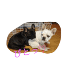戸谷家の犬たち2（個別スタンプ：6）