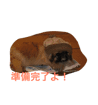 戸谷家の犬たち2（個別スタンプ：8）