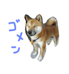 daifuku stamp shiba（個別スタンプ：14）