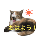 ふくにゃんスタンプ（個別スタンプ：1）