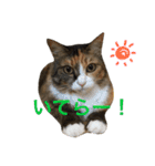 ふくにゃんスタンプ（個別スタンプ：2）