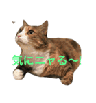 ふくにゃんスタンプ（個別スタンプ：3）