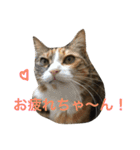 ふくにゃんスタンプ（個別スタンプ：4）