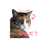 ふくにゃんスタンプ（個別スタンプ：5）