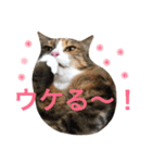 ふくにゃんスタンプ（個別スタンプ：6）