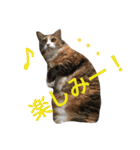 ふくにゃんスタンプ（個別スタンプ：7）