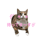 ふくにゃんスタンプ（個別スタンプ：8）