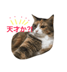 ふくにゃんスタンプ（個別スタンプ：14）