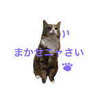 ふくにゃんスタンプ（個別スタンプ：15）