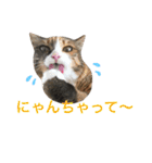 ふくにゃんスタンプ（個別スタンプ：16）