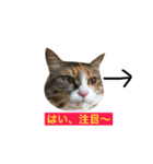 ふくにゃんスタンプ（個別スタンプ：17）