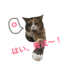 ふくにゃんスタンプ（個別スタンプ：20）