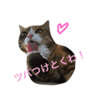 ふくにゃんスタンプ（個別スタンプ：21）