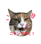 ふくにゃんスタンプ（個別スタンプ：22）