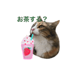 ふくにゃんスタンプ（個別スタンプ：23）