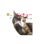 ふくにゃんスタンプ（個別スタンプ：24）