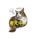 ふくにゃんスタンプ（個別スタンプ：28）