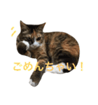 ふくにゃんスタンプ（個別スタンプ：31）