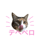 ふくにゃんスタンプ（個別スタンプ：32）