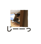 ふくにゃんスタンプ（個別スタンプ：33）