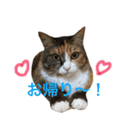 ふくにゃんスタンプ（個別スタンプ：38）