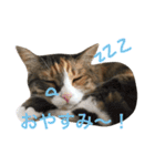 ふくにゃんスタンプ（個別スタンプ：39）