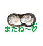 ふくにゃんスタンプ（個別スタンプ：40）
