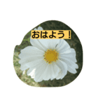 flowerstanp（個別スタンプ：1）