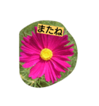 flowerstanp（個別スタンプ：2）