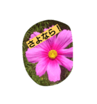 flowerstanp（個別スタンプ：3）