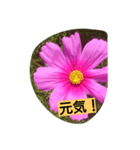 flowerstanp（個別スタンプ：5）