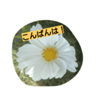 flowerstanp（個別スタンプ：6）