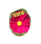flowerstanp（個別スタンプ：7）