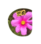 flowerstanp（個別スタンプ：8）