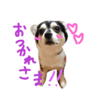 ワンスタンプ（個別スタンプ：7）