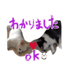 ワンスタンプ（個別スタンプ：9）