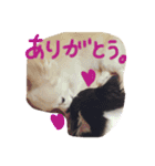 ワンスタンプ（個別スタンプ：14）