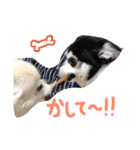ワンスタンプ（個別スタンプ：16）